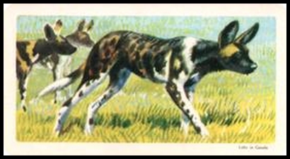 15 African Hunting Dog